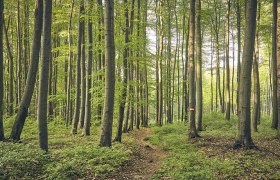 Blick auf B&auml;ume im Wienerwald