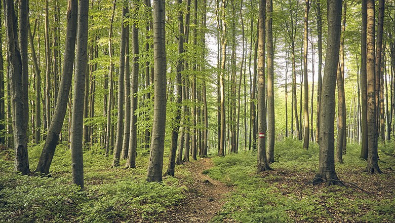 Blick auf B&auml;ume im Wienerwald